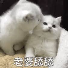 senang dominoqq Zhao Yun tidak akan pernah pergi menemui kucing yang tersenyum di sumur segera
